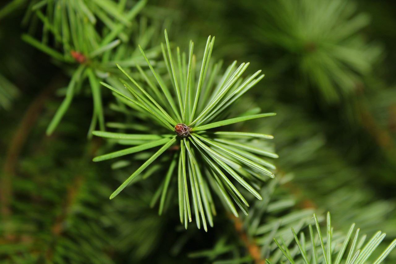 photo of pine branches