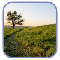 Flint Hills with one tree