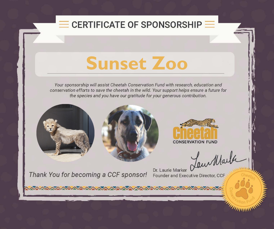 Cheetah conservation fund, sunset zoo adopted a cheetah