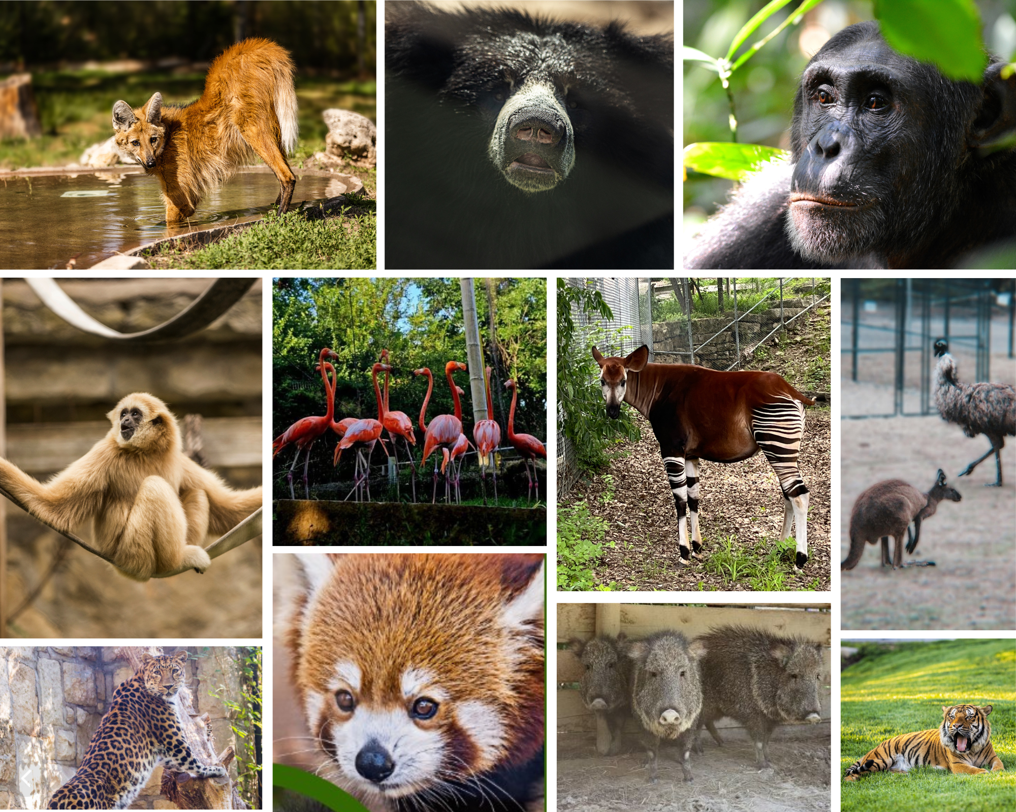 Collage of the Various Animals at the Zoo