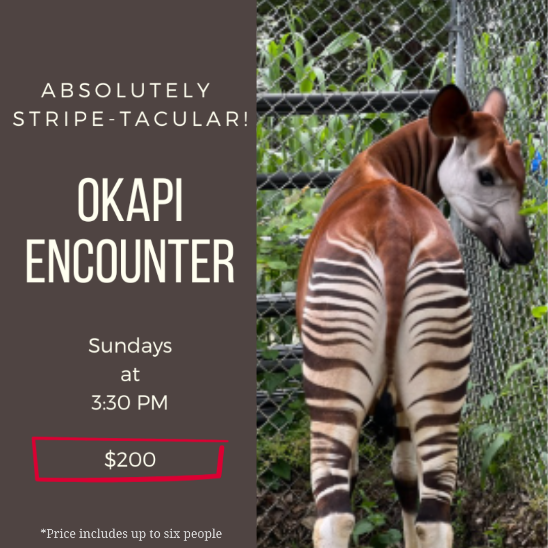 Okapi Encounter